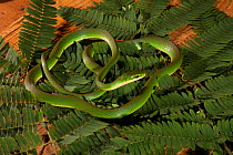 Rough Green snake (Opheodrys aestivus) in leaves, West Florida, USA