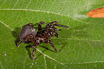 Trapdoor Spider (Ummidia audouini) defensive posture on leaf, captive