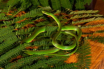Rough Green Snake (Opheodrys aestivus) in leaves, West Florida, USA