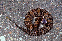 Florida Cottonmouth (Agkistrodon piscivorus conanti) defensive strike shows dark cheek stripes indicating this is a juvenile, North Florida, USA