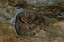 Florida Cottonmouth (Agkistrodon piscivorus conanti) dark cheek stripes indicate this is a juvenile, North Florida, USA