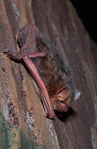 Tri-color Bat (Perimyotis / Pipistrellus subflavus)captive from North America