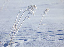 Detail of frosted grass in the Lamar Valley, Yellowstone National Park. Wyoming, USA, January