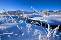 Frosted grass along the Lamar River in the Lamar Valley of Yellowstone National Park. Wyoming, USA, January 2012