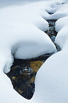 Snow along Pebble Creek, Yellowstone National Park. Wyoming, USA, January 2012