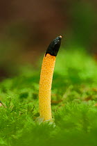 Dog stinkhorn (Mutinus caninus) near River Shimna, Tollymore Forest, Newcastle, County Down, Northern Ireland, UK. November