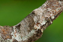 Pale tussock moth (Calliteara pudibunda) Annagarriff Wood, Peatlands, County Armagh, Northern Ireland, UK. November
