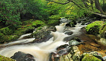 River Shimna, Tollymore Forest Park, Newcastle County Down, Northern Ireland, UK. October 2012