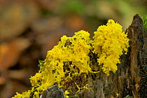 Slime mould (Fugio septica) growing on decaying birch stump, Annafarriff Wood NNR, Peatlands, County Armagh, Northern Ireland, June