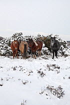 Four New Forest ponies sheltering from a cold wind beside snow covered gorse bushes on heathland at Ocknell Plain, New Forest National Park, Hampshire, England, UK, December