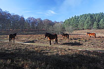 Four New Forest ponies beside a footpath warming themselves in early morning sunshine on heathland recently cleared of invasive sapling and larger pine trees with deciduous and coniferous woodland bey...