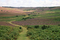 Pathway running through Bracken (pteridium aquilinum) and blooming Common Heather or Ling (Calluna vulgaris) on heathland at Cunninger Bottom leading to Deadman Bottom, Godshill, New Forest National P...