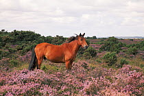 Male New Forest Pony looking alert and listening with ears pricked standing among blooming Common Heather or Ling (Calluna vulgaris) on Hampton Ridge, New Forest National Park, Hampshire England, UK,...