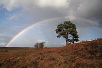 Rainbow over Scots Pine (Pinus sylvestris) and autumn coloured Bracken (Pteridium aquilinum) on heathland at Steephill Bottom, New Forest National Park, Hampshire, England, UK, with rain bearing cumul...