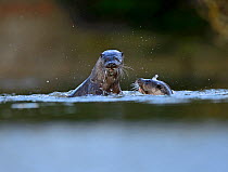 European Otter (Lutra lutra) young adults around 1 year old play fighting in water. River Thet, Thetford, Norfolk, UK, March.