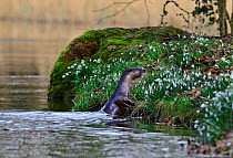 European Otter (Lutra lutra) on river bank with small white flowers. River Thet, Thetford, Norfolk, UK, March.
