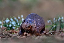 European Otter (Lutra lutra) with snow drops in background. River Thet, Thetford, Norfolk, UK, March. Editorial Use Only