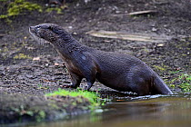 European Otter (Lutra lutra) on river bank. River Thet, Thetford, Norfolk, UK, March.