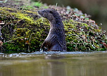 European River Otter (Lutra lutra) by river bank. River Thet, Thetford, Norfolk, UK, March.