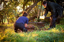 Badger (Meles meles) being vaccinated with Bovine tuberculosis vaccine by Cheshire Wildlife Trust & Shropshire Wildlife Trust staff. Badgers are first 'live-trapped' overnight then vaccinated, marked...