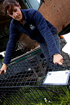 Badger (Meles meles) bovine tuberculosis vaccination deployment. Staff from Cheshire Wildlife Trust, UK, prepare live traps for vaccination. Notes on the cage inform anyone coming across the trap of t...