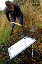 Badger (Meles meles) bovine tuberculosis vaccination deployment. Staff from Cheshire Wildlife Trust, UK, prepare live traps for vaccination. Traps are carefully set into natural badger 'runs' along he...