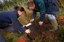 Badger (Meles meles) bovine tuberculosis vaccination deployment. Staff from Cheshire Wildlife Trust, UK, prepare live traps for vaccination. Traps are carefully set into natural badger 'runs' along he...