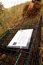 Badger (Meles meles) bovine tuberculosis vaccination deployment. Staff from Cheshire Wildlife Trust, UK, prepare live traps for vaccination, including bedding in with vegetation along natural badger '...