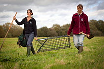 Badger (Meles meles) bovine tuberculosis vaccination deployment. Staff from Cheshire Wildlife Trust, UK, prepare live traps for vaccination. In autumn 2012, wet weather meant many traps had to be take...