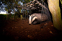 Badger (Meles meles) bovine tuberculosis vaccination deployment. After vaccine administration and a red stock-mark (upper back, just visible) the badger is released. If captured again on the second da...