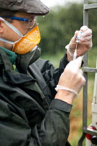 Badger (Meles meles) bovine tuberculosis vaccinator preparing syringe for vaccination in the rain at rear of vehicle. Protective clothing is worn to protect both badger and vaccinator. Cheshire / Shro...