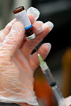 Badger (Meles meles) bovine tuberculosis vaccine being taken into syringe for field vaccination. The vaccine is prepared in two parts prior to administration. Cheshire / Shropshire border, UK, Septemb...