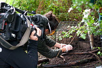 Badger (Meles meles) bovine tuberculosis vaccine being administered by Shropshire Wildlife Trust in autumn 2012, with BBC film crew observing. The badger is then sprayed with a stock-marker paint mark...