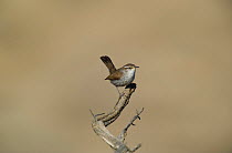 Bewick's wren (Thryomanes bewickii) perched on a twig in Kern county, California, United states