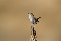 Bewick's wren (Thryomanes bewickii) perched on a twig in Kern County, California, United States, March