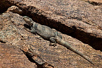 Chuckwalla (Sauromalus obesus) basks on a volcanic rock near Eureka dunes, California