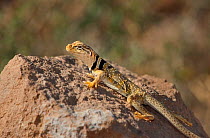 Male Great Basin or Desert collared lizard (Crotaphytus insularis bicinctores) sits on a rock outcrop in Redding canyon, Owens valley, Inyo county, California, United States