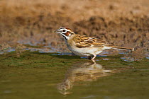 Wild Lark Sparrow (Chondestes grammacus) drinks at the edge of a small pond on Dos Venadas Ranch, Starr county, Rio grande valley, Texas