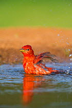 Male Summer tanager (Piranga rubra) bathes in a small pond on Laguna Seca ranch, Rio grande valley, South Texas, USA