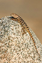 Yellow-backed spiny lizard (Sceloparus uniformis / magister) perches on a rock along Chalk Cliffs Road, Bishop, California United States