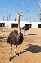 Ostrich farm near Pyongyang which supplies Ostrich meat to some of Pyongyang's restaurants, Democratic Peoples' Republic of Korea (DPRK), North Korea, April 2012