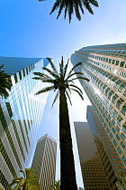 Looking up at palm trees and skycrapers in downtown Los Angeles, California, USA 2011