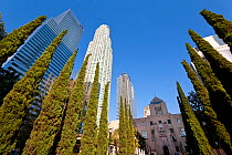 Looking up at evergren trees and skyscrapers in downtown Los Angeles, California, USA, July 2011