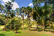 Singapore Botanical Gardens, Singapore, 2012
