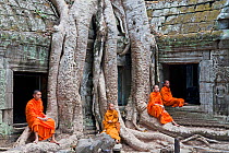 Buddhist monks relaxing at Ta Phrohm Temple, Angkor Wat, Siem Reap, Cambodia 2010. Model released.