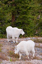 Mountain goats (Oreamnos americanus) Jasper National Park, Rocky Mountains, Alberta, Canada
