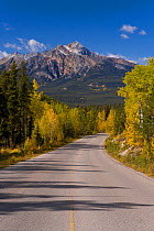 Autumn colours lining the road from Jasper to Maligne lake, Jasper National Park, British Columbia, Canada, 2007