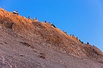 Tourists waiting for the full moon to rise over the Valle de la Luna / Valley of the Moon, Atacama Desert, Norte Grande, Chile, 2008