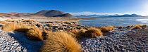 Los Flamencos National Reserve, the altiplano at an altitude of over 4000m looking over the salt lake Laguna de Tuyajto, Atacama Desert, Antofagasta Region, Norte Grande, Chile 2008