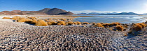 Los Flamencos National Reserve, the altiplano at an altitude of over 4000m looking over the salt lake Laguna de Tuyajto, Atacama Desert, Antofagasta Region, Norte Grande, Chile 2008